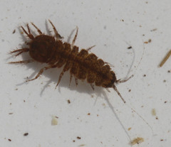 Caecidotea tomalensis