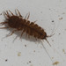 Freshwater Isopods - Photo no rights reserved, uploaded by Scott Loarie