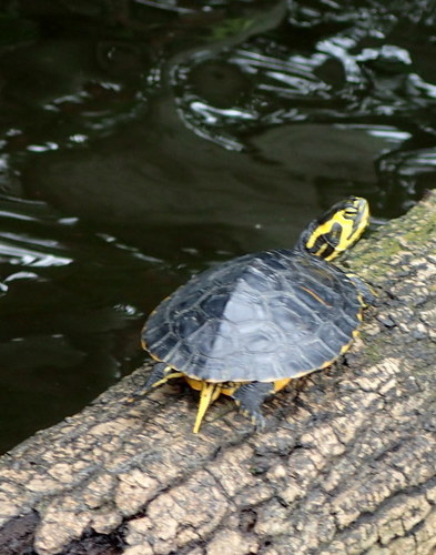 Trachemys scripta image