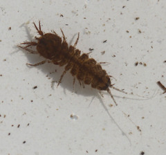 Caecidotea tomalensis