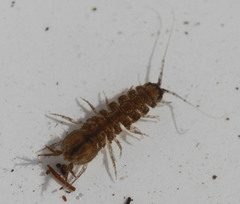 Caecidotea tomalensis