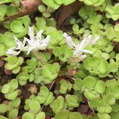 Sedum ternatum