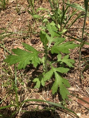 Artemisia princeps