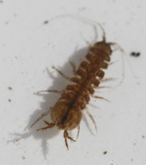 Caecidotea tomalensis