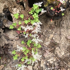 Sedum ternatum