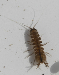 Caecidotea tomalensis