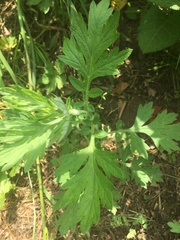 Artemisia princeps