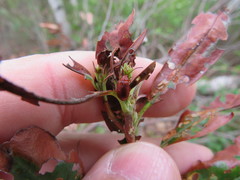 Tricholochmaea kalmiae