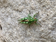 Melanoplus splendidus