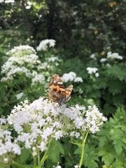 Vanessa indica indica