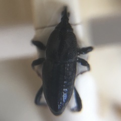 Sphenophorus parvulus