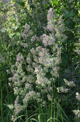 Dactylis glomerata — photo 2
