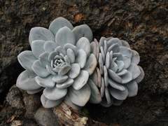 Echeveria laui