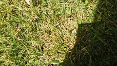 Zoysia japonica
