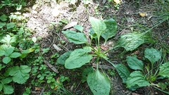 Plantago asiatica