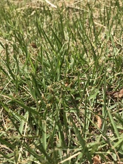 Zoysia japonica