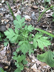 Artemisia princeps