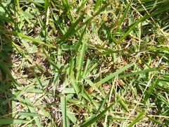 Zoysia japonica
