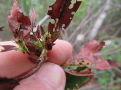 Tricholochmaea kalmiae