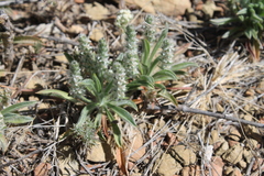Plantago helleri