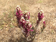 Castilleja exserta latifolia