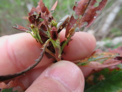 Tricholochmaea kalmiae