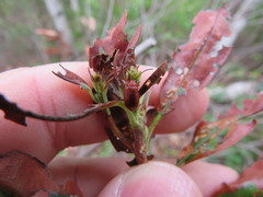 Tricholochmaea kalmiae