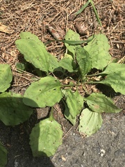 Plantago asiatica