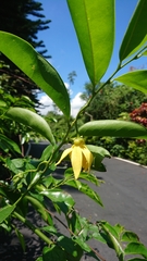 Artabotrys hexapetalus