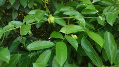 Artabotrys hexapetalus