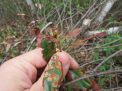 Tricholochmaea kalmiae