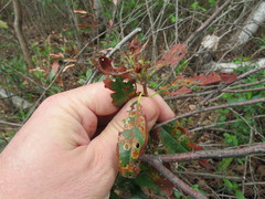 Tricholochmaea kalmiae