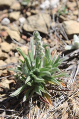 Plantago helleri
