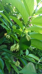 Artabotrys hexapetalus