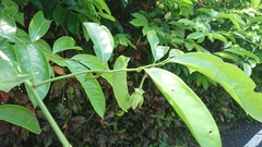 Artabotrys hexapetalus