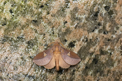 Euthrix laeta