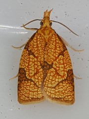 Cenopis reticulatana