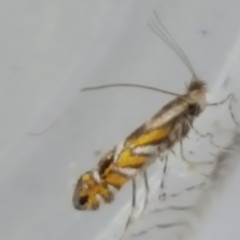 Macrosaccus robiniella