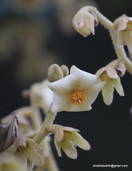 Vateria indica
