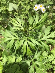 Artemisia princeps