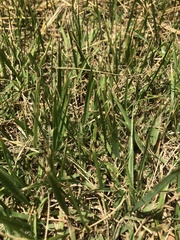 Zoysia japonica