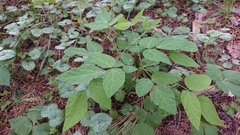 Glycine max soja