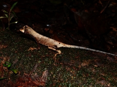 Anolis bombiceps