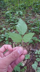 Glycine max soja