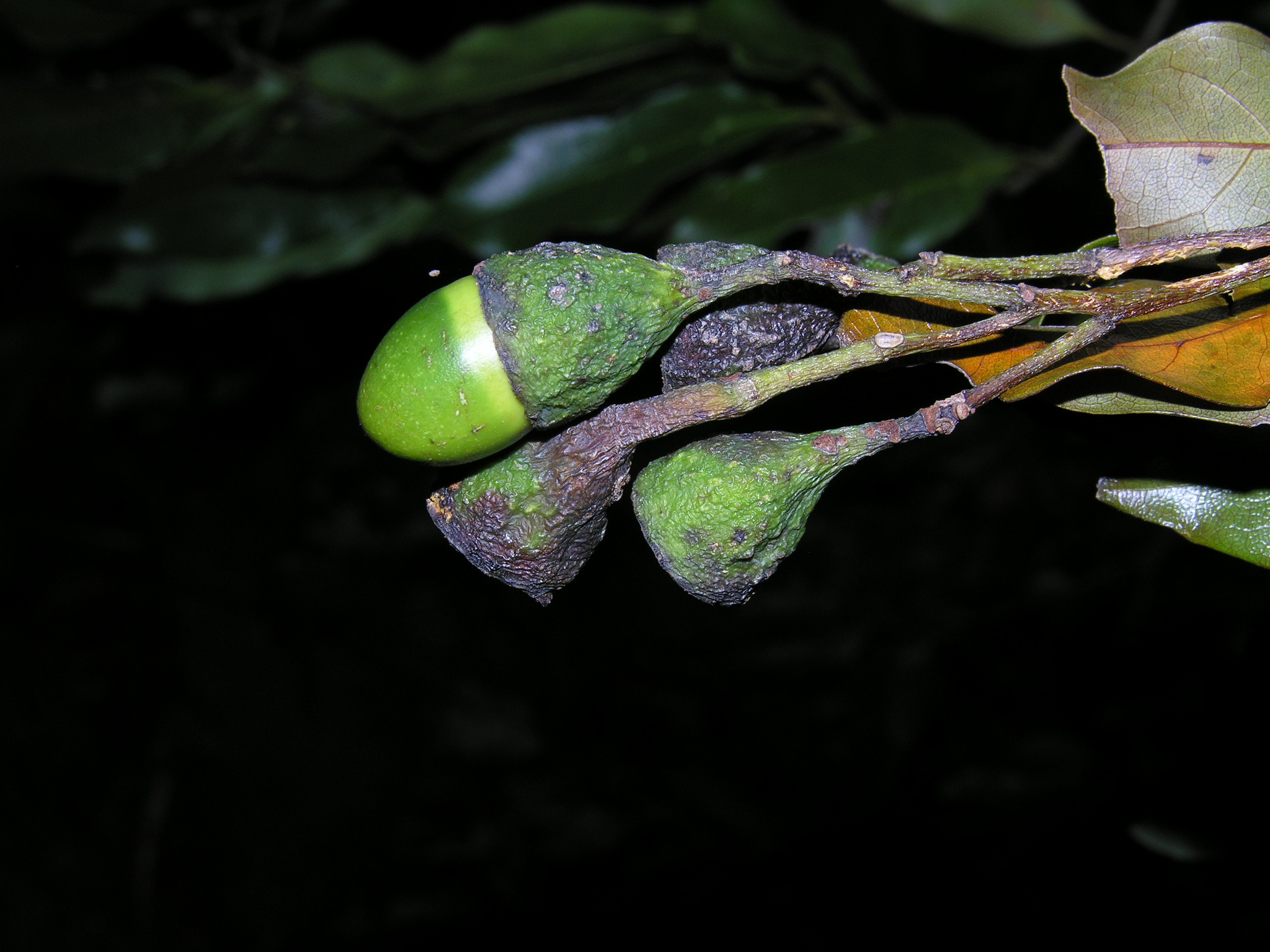 Mespilodaphne foetens