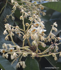 Vateria indica