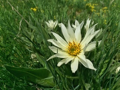 Wyethia helianthoides