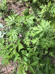 Artemisia princeps