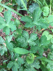 Geranium thunbergii