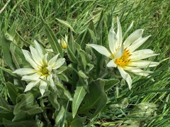 Wyethia helianthoides